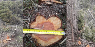 В Крыму наблюдается наплыв браконьеров, из-за, которых полуостров может остаться без можжевельника